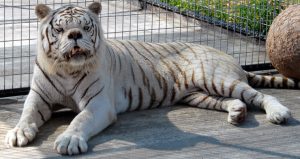 Kenny, el tigre blanco con síndrome de Down