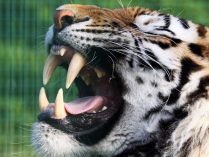 Estructura de las mandíbulas y los dientes de los tigres