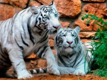 Fotos de tigres blancos