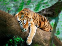 Fotos de tigres durmiendo