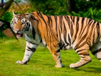 Fotos de tigres grandes
