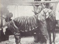 Imagen del tigre de Bali