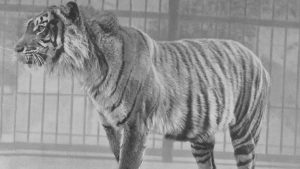 Tigres extintos