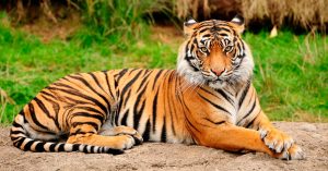 Imágenes de tigres