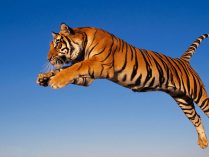 Imágenes divertidas de tigres