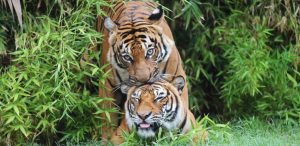 Reproducción de los tigres