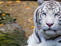 Tigre blanco de Bengala