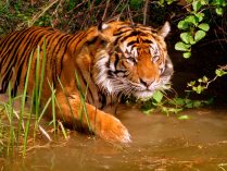Tigre cazando