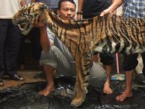 Tigre como trofeo de cazadores furtivos
