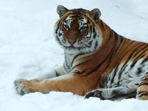 Tigre de Amur 