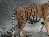 Tigre de Malasia
