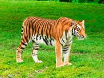 Tigre en el safari