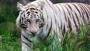 Tigres blancos de Bengala